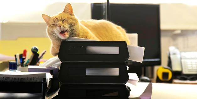 cat nap at work 
