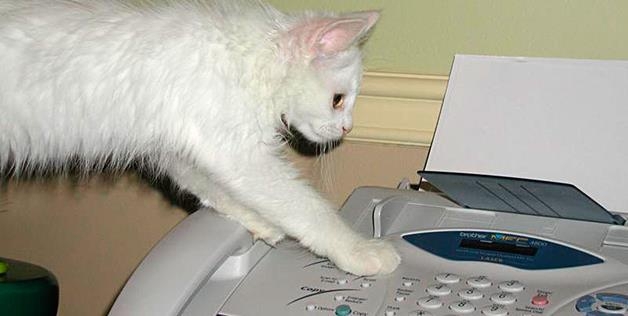 cat vs fax machine 