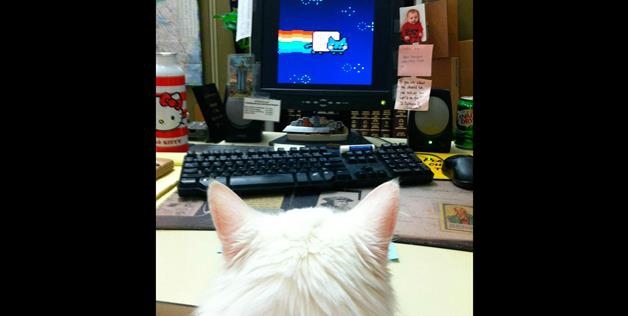 Office Pet hard at work 
