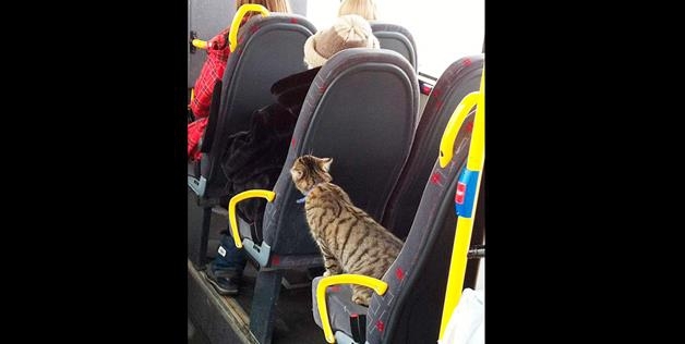 cat taking public transit 