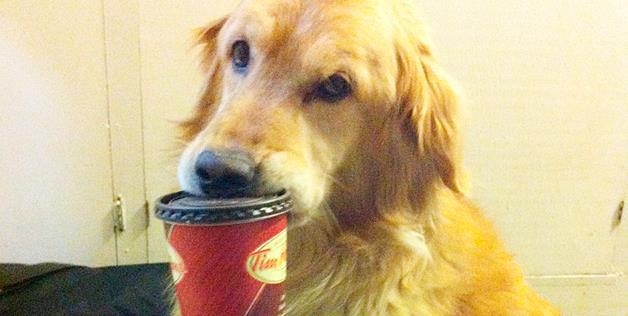 Dog needs his morning coffee 