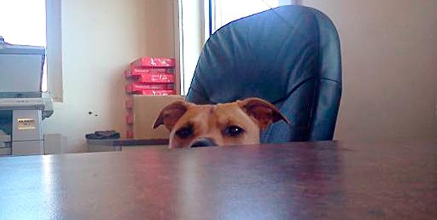 office dog 