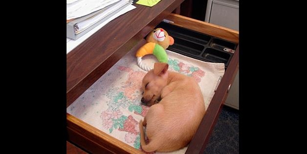 puppy taking a quick nap on the job 