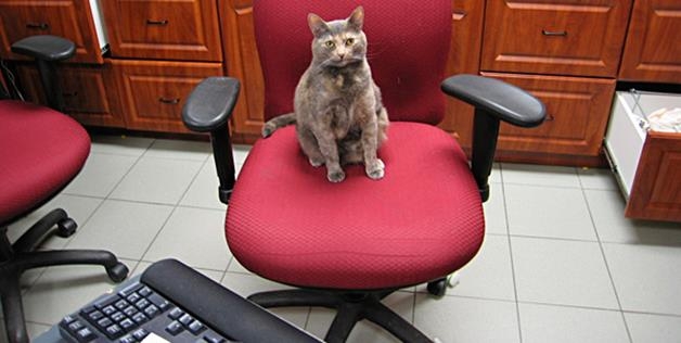 office cat 
