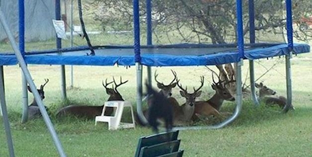 Deers under trampoline 