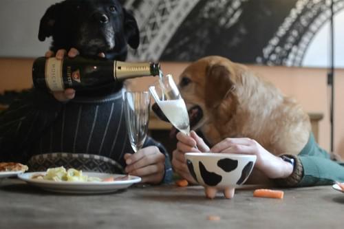 Dogs at the Dinner Table 