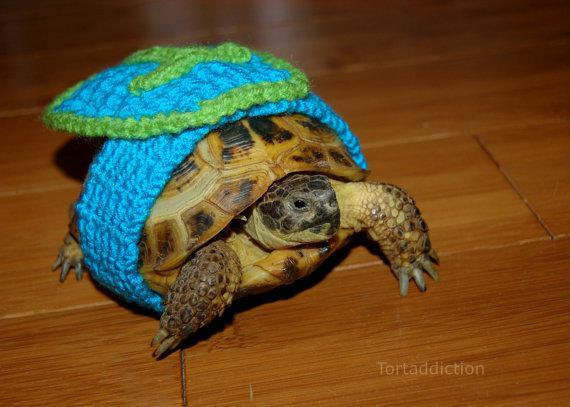 Stylish Turtle 