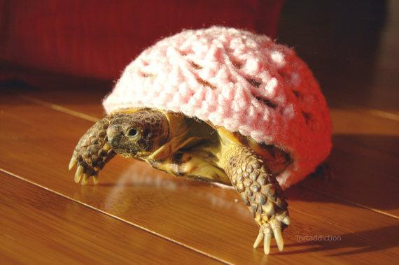 Keep your pet turtle warm 