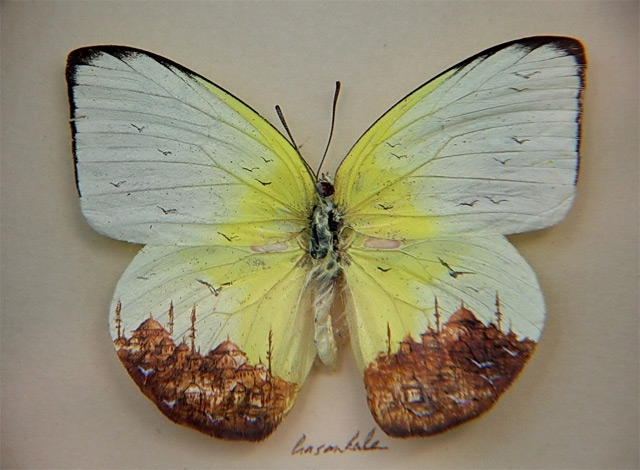 Butterfly Wing Art 