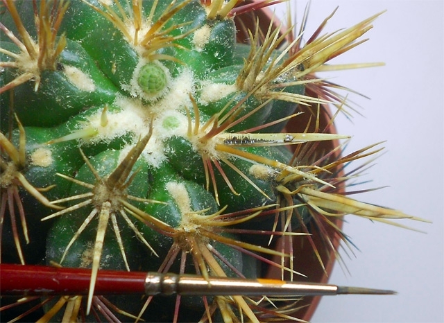 Cactus art Work 