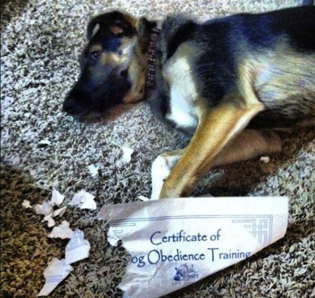 Obedient dog irony 