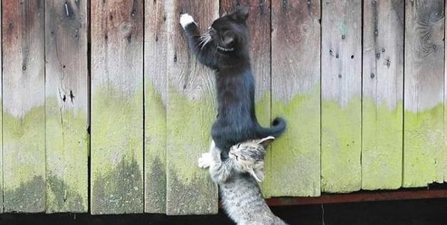 cat climb teamwork 
