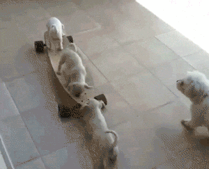 skateboard puppy teamwork 