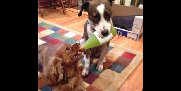 dog holding bottle teamwork 