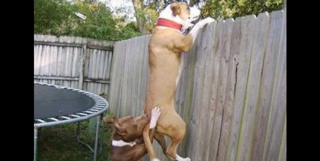 dog climb teamwork 