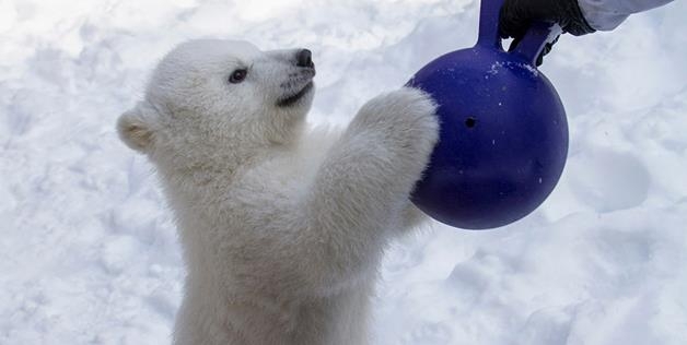 Adorable Kali The Polar Bear Cub 