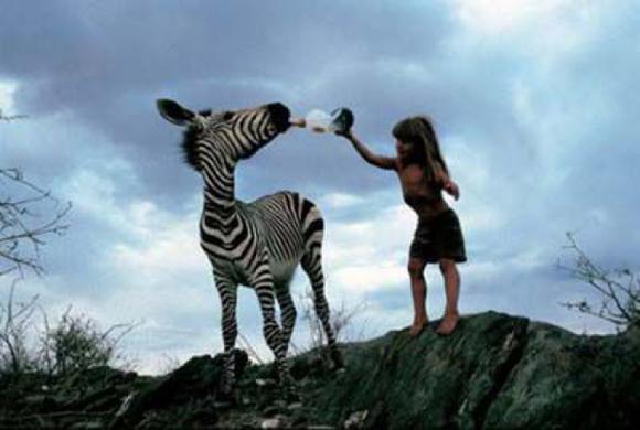 Feeding a Zebra 