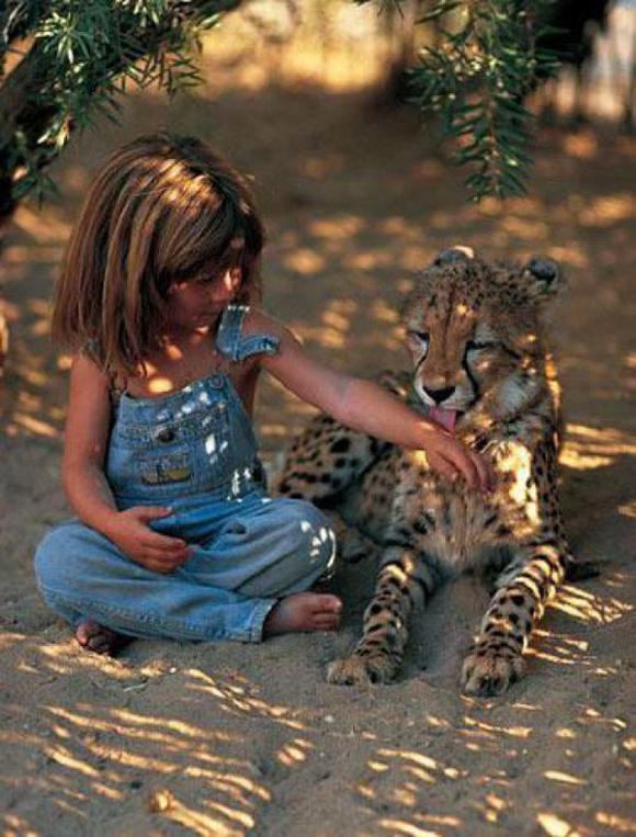Petting A Cheetah 