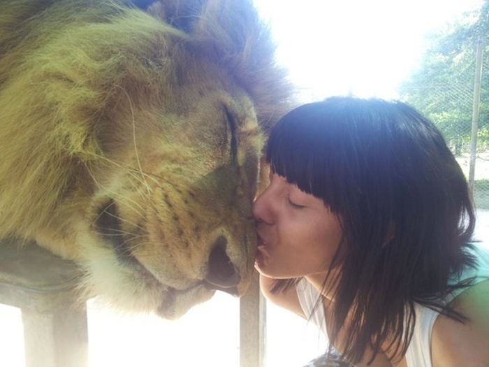 Kissing A Lion 