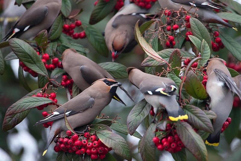 Group Of Waxwings 