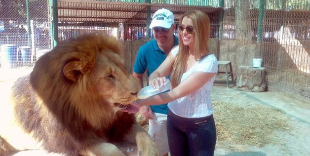 Feeding the lion 