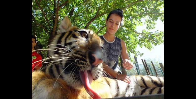 Photos with tiger