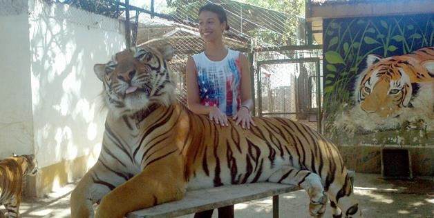 photo with giant tiger 