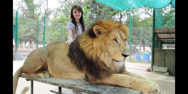 petting a lion 