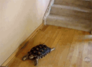 Turtle vs stairs 
