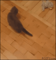 cat vs dog toy 