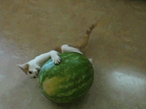 cat vs watermelon 