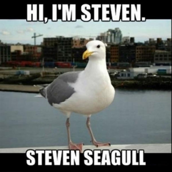 Steven Seagull 