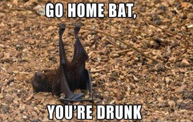 Drunk Bat 