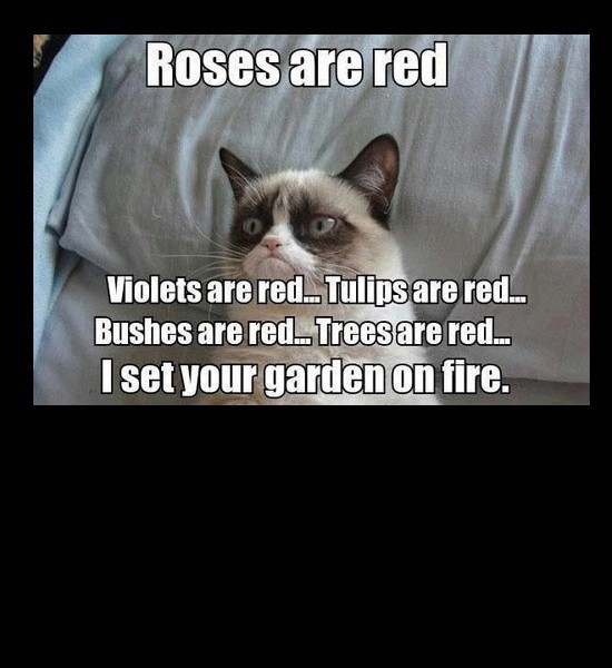 grumpy cat poem 