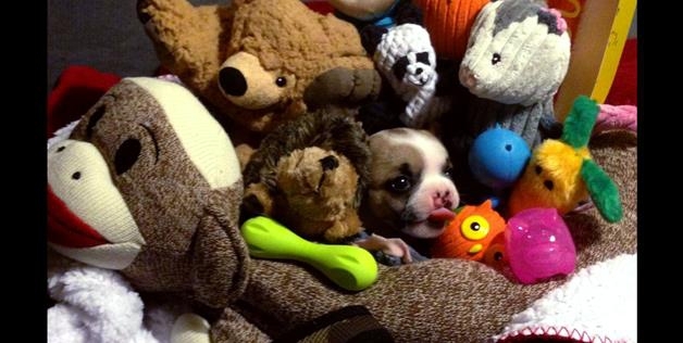 Hidden In Stuffed Animals 