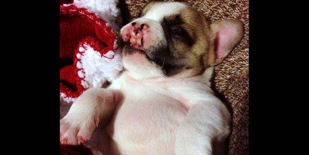 Lentil Bean The Cleft Palate French Bulldog Puppy