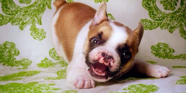 Lentil Bean The Cleft Palate French Bulldog Puppy 