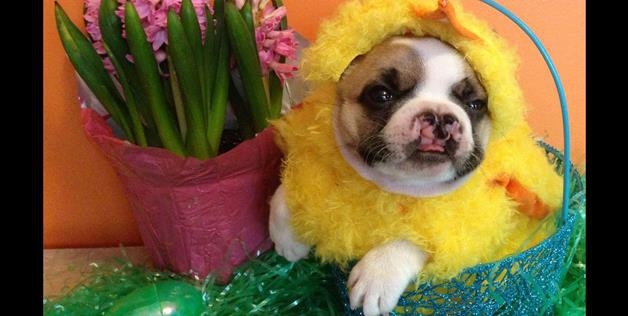 Easter Puppy 