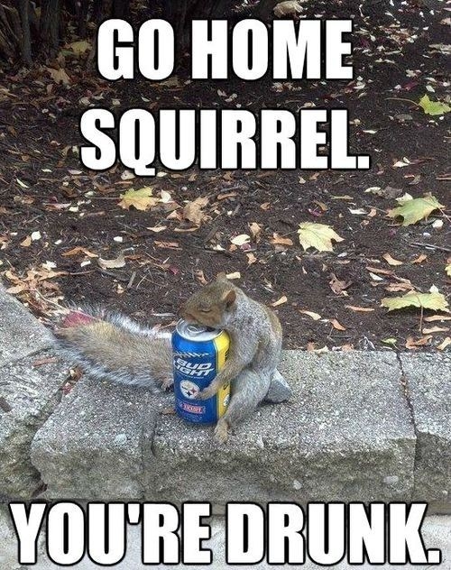 drunk Squirrel 