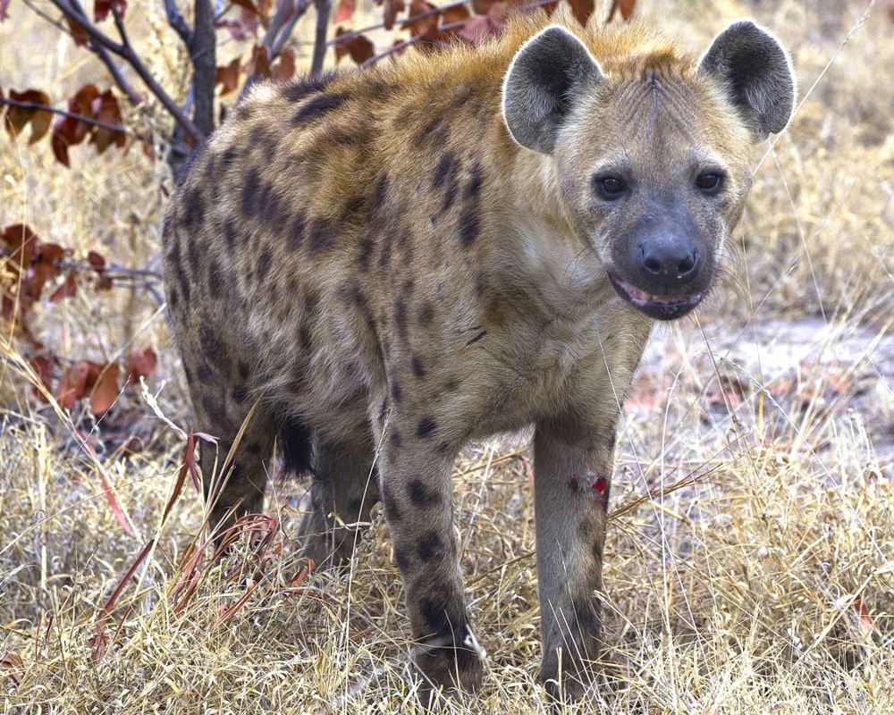 Hyena can only look back 