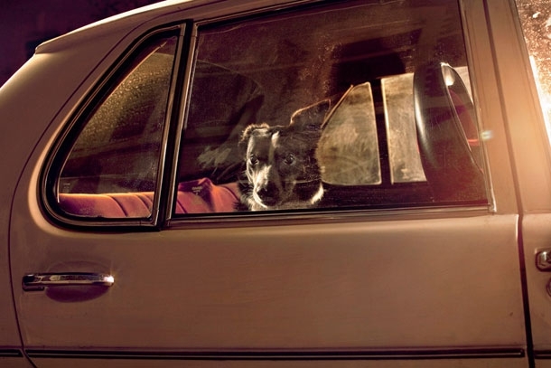 Haunting & Evocative Photos Of Dogs Left Abandoned In Cars