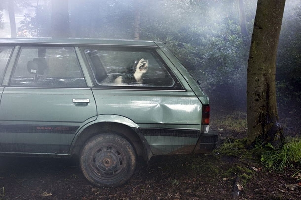 Haunting & Evocative Photos Of Dogs Left Abandoned In Cars