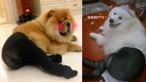 New Meme in China - Dogs Wearing Pantyhose  
