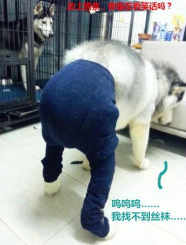 New Meme in China - Dogs Wearing Pantyhose  