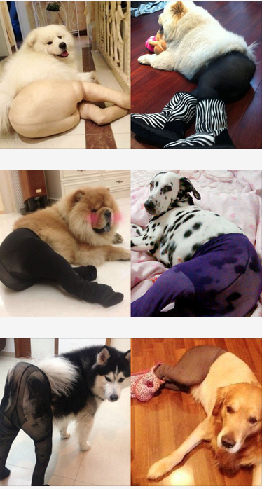 New Meme in China - Dogs Wearing Pantyhose  
