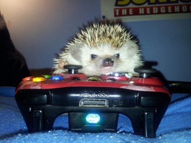 Pets are gamers too 