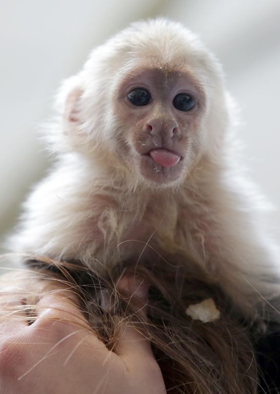 Capuchin monkey, named Mally