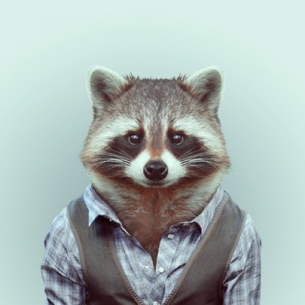 Raccoon Portrait 