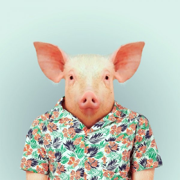 Pig Portrait  