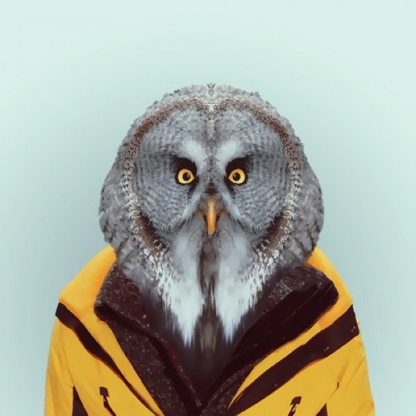 Owl Portrait  